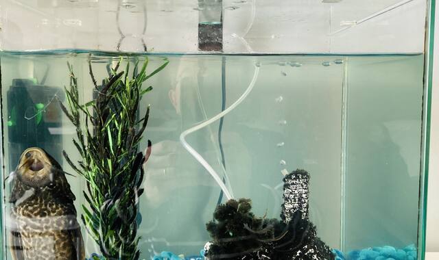 Accessoires pour animaux poisson lêche-vitre avec aquarium et accessoires
