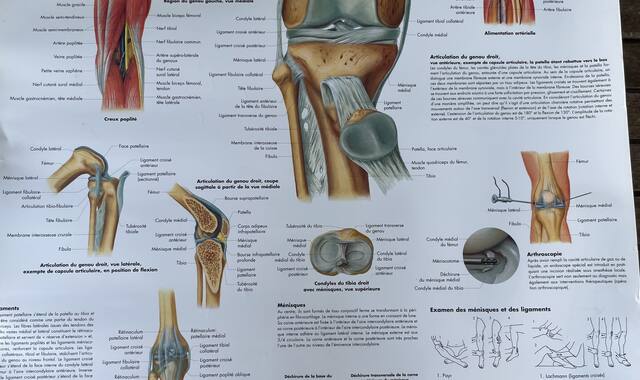 Divers affiche anatomie