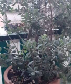 Jardinage olivier