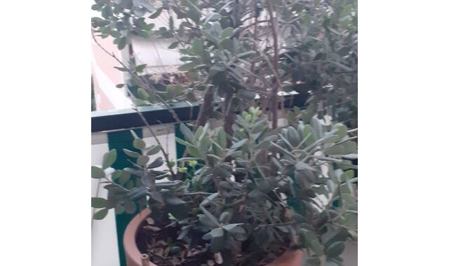 Jardinage olivier