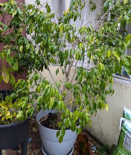 Jardinage grand ficus