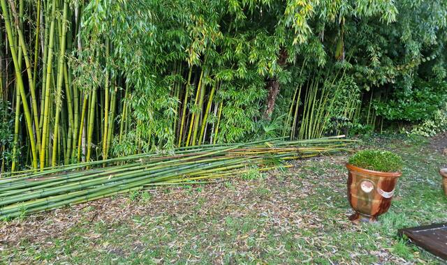 Jardinage bambous