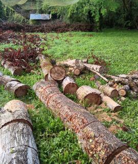 Jardinage bois de chauffage fresnes et peupliers