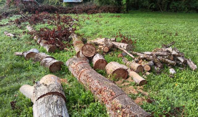 Jardinage bois de chauffage fresnes et peupliers