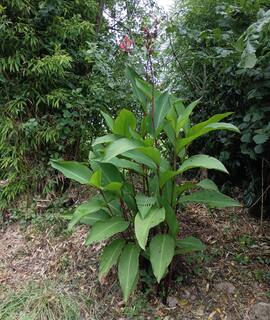 Jardinage bulbes de canas