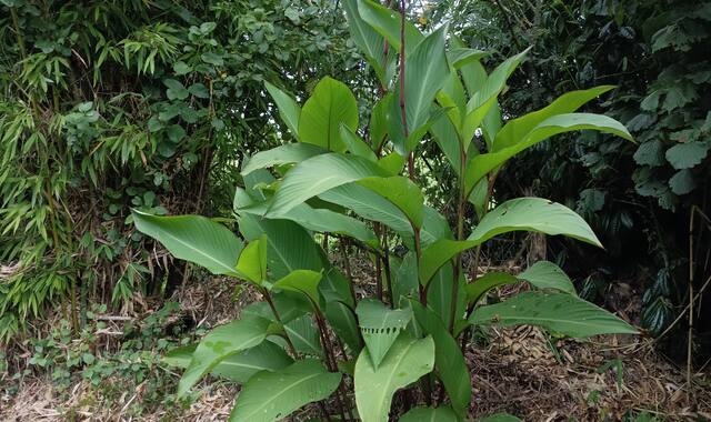 Jardinage bulbes de canas