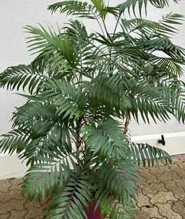 Jardinage chamaedorea elegans ( palmier d’intérieur) en pleine forme !