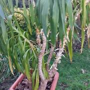Jardinage urgent donne grand yucca