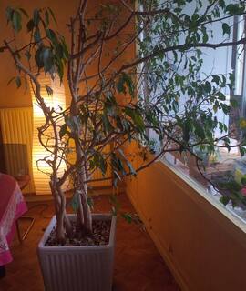 Jardinage ficus plus de 30 ans