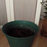 Jardinage pot vert en plastique avec terre
