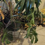 Jardinage plantes monstera