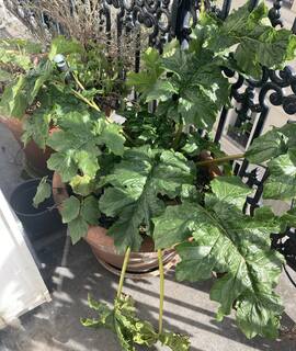 Jardinage mes plantes en pot de balcon
