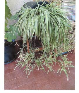 Jardinage plantes Chlorophytum