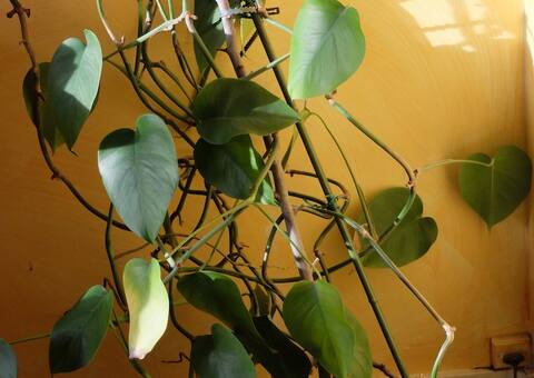Jardinage plante d'appartement