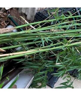 Jardinage un bambou