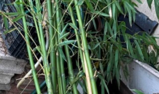 Jardinage un bambou