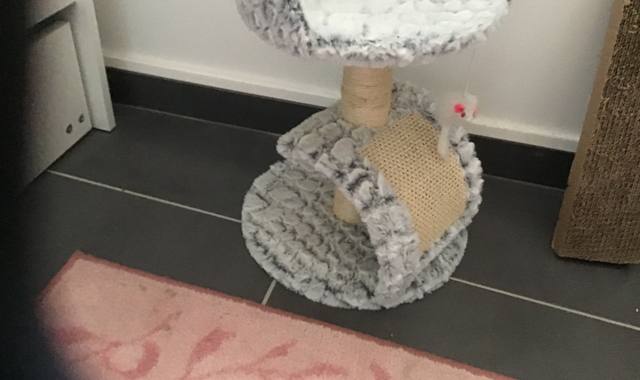 Accessoires pour animaux le petit arbre à chat