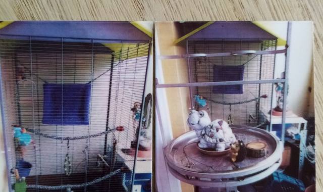 Accessoires pour animaux volière oiseaux pied pour perroquet