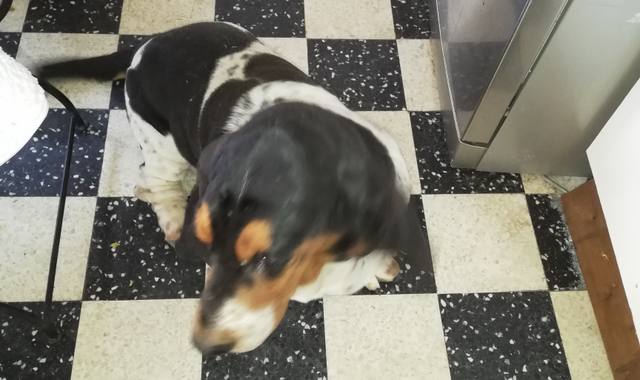 Accessoires pour animaux de chiens