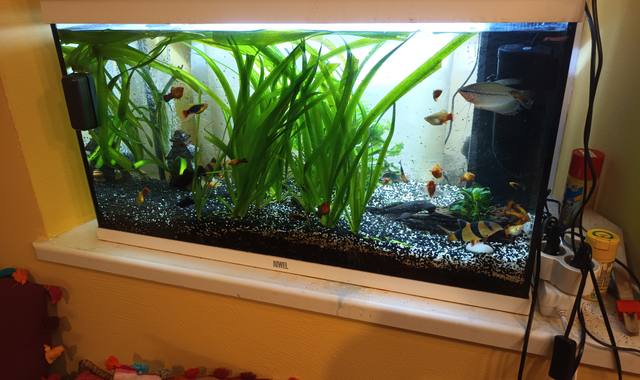 Accessoires pour animaux aquarium de 120 l