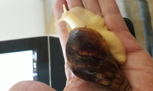 Accessoires pour animaux achatines fulica  white jade