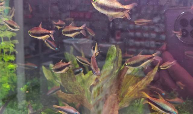 Accessoires pour animaux poissons tetras empereurs