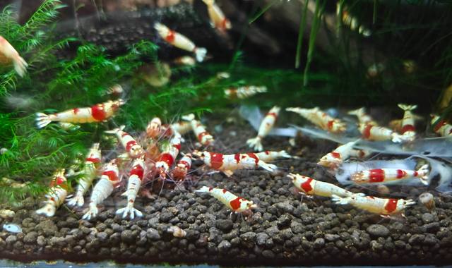 Accessoires pour animaux crevettes d'aquarium