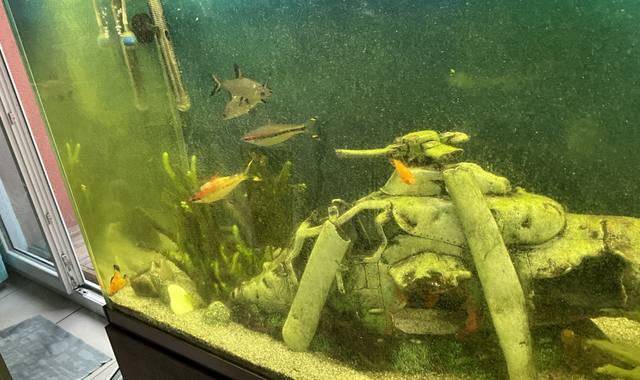 Accessoires pour animaux une vingtaine de poissons et une dizaine de plantes pour aquarium tropical