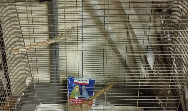 Accessoires pour animaux cage pour oiseaux