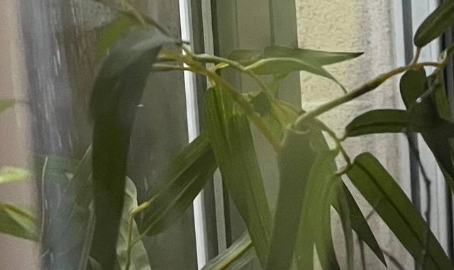 Accessoires pour animaux aquarium 50 Litres + tous accessoires