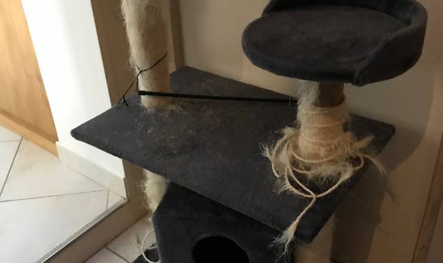Accessoires pour animaux arbre à chats