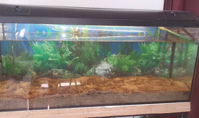 Accessoires pour animaux cuve d'aquarium de 250 L