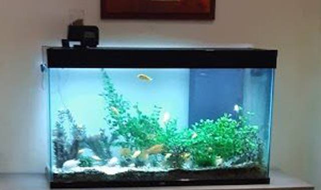 Accessoires pour animaux aquarium Equipé