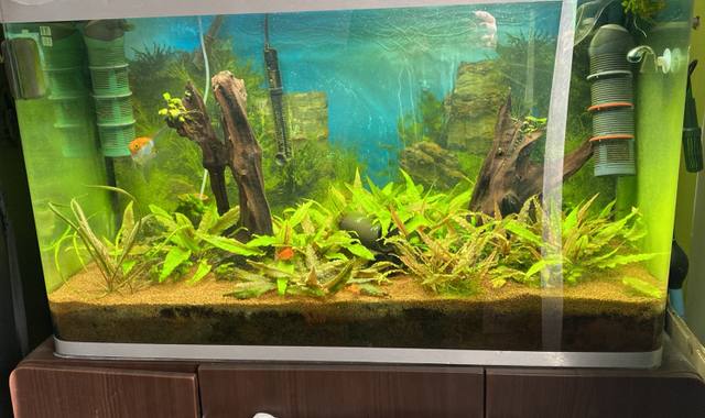 Accessoires pour animaux aquarium 244l avec meuble