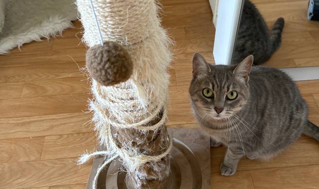 Accessoires pour animaux arbre à chat usager