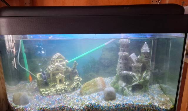 Accessoires pour animaux urgent AQUARIUM Bon état Tout matériel