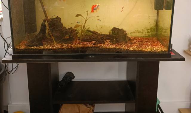 Accessoires pour animaux aquarium, ancistrus, lot de néon