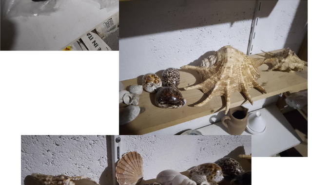 Collection coquillages