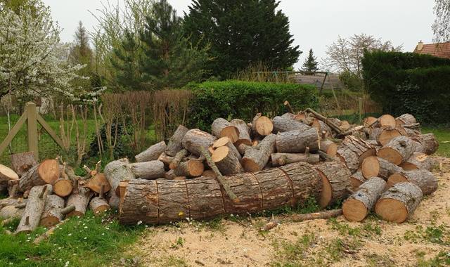 Divers bois de chauffage