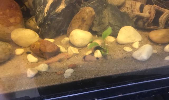 Accessoires pour animaux poissons d’aquarium et accessoires