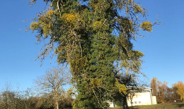 Divers gui et lierre