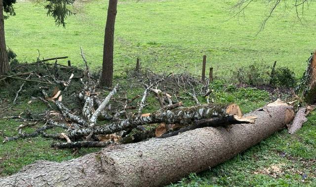 Divers grume de sapin