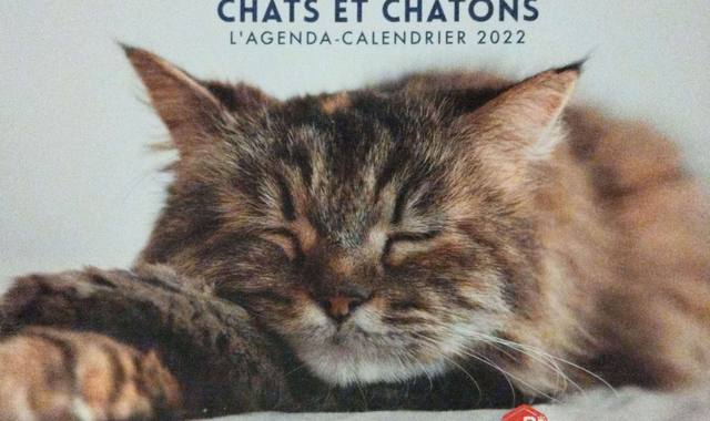 Divers calendrier de chats
