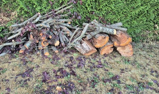 Divers je donne du bois de chauffage suite abattage d'un prunus