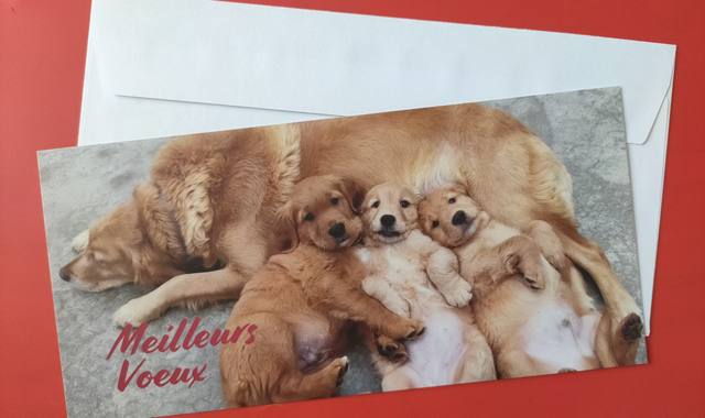 Divers carte Meilleurs Vœux "Chienne et ses petits"
