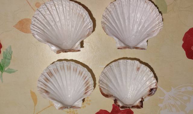 Divers coquilles