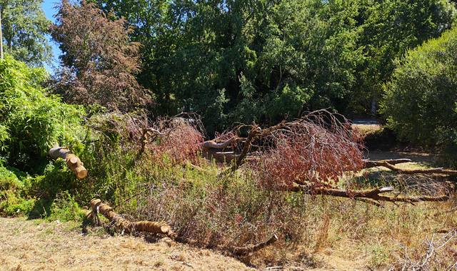Divers bois de peuplier – lot complet uniquement