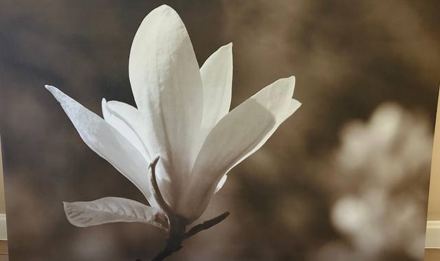 Divers cadre Fleur de coton