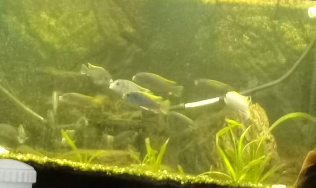 Divers cyclidees du lac Malawi