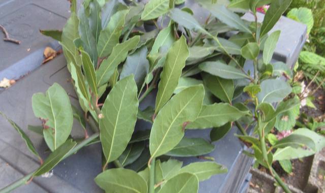 Divers branches de laurier